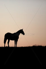Gestuet Goerlsdorf  Silhouette  Pferd steht bei Morgendaemmerung auf der Weide