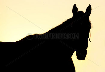Gestuet Goerlsdorf  Silhouette  Pferd bei Morgendaemmerung auf der Weide