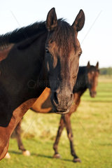 Gestuet Westerberg  Pferde schauen am Morgen auf der Weide aufmerksam