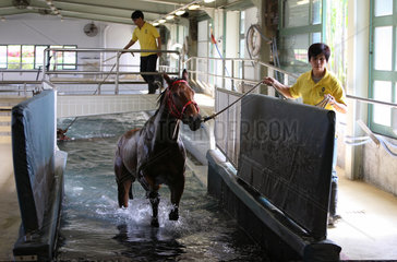 Hong Kong  China  Pferd kommt nach der Aquatherapie aus dem Wasserbecken heraus
