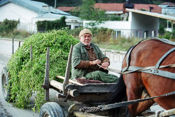 Bauer faehrt eine Pferdekutsche mit einer Ladung Gras  Bulgarien