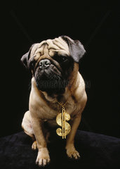 Hamburg  Deutschland  Hund mit Dollarzeichen um den Hals