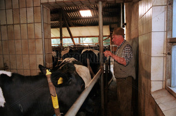 Landwirt treibt die Kuehe nach dem Melken in den Stall