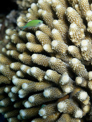 Rotes Meer  Aegypten  ein Blaugruener Schwalbenschwanz vor einer Koralle