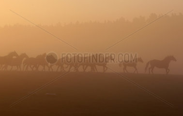 Goerlsdorf  Deutschland  Silhouetten von Pferden am Morgen auf der Weide