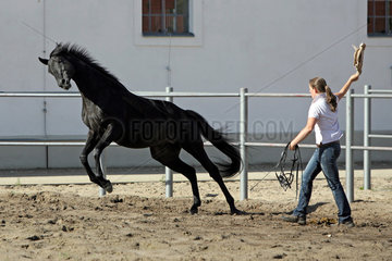 Neustadt/Dosse  Deutschland  eine Frau treibt ein Pferd von sich weg