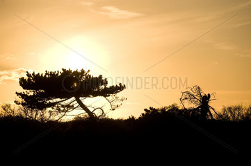 Kloster  Insel Hiddensee  Deutschland  Sonnenuntergang hinter einem Baum