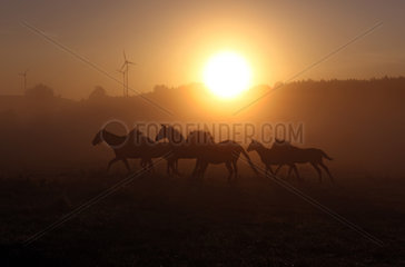 Goerlsdorf  Deutschland  Silhouetten von Pferden im Galopp bei Sonnenaufgang