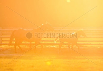 Soltau  Deutschland  Haflingerstute mit Fohlen am Morgen auf der Weide