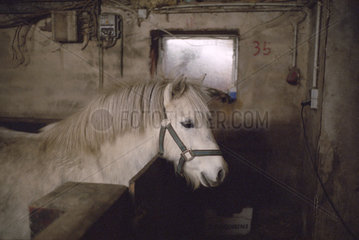 Pony im Stall auf einem Bauernhof  Niedersachsen
