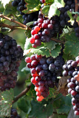 Stuttgart  Deutschland  reife Weintrauben in einem Weinberg