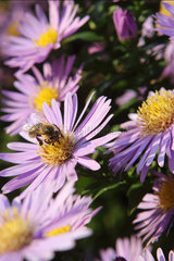 Briescht  Deutschland  Biene sammelt Nektar auf einer violetten Herbstaster