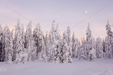 Winterlandschaft in Lappland (Finnland)
