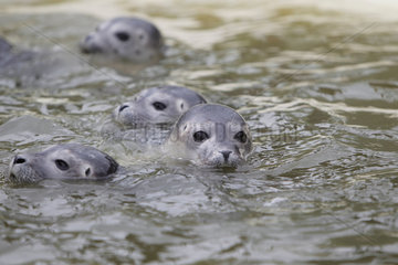 Friedrichskoog  Deutschland  junge Seehunde schwimmen in einem Becken