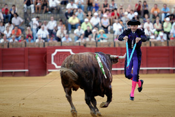 Sevilla  Spanien  ein Banderillero in Aktion mit einem Stier in der Real Maestranza