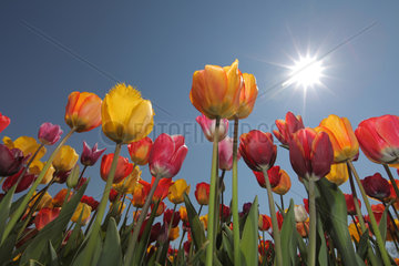 Handewitt  Deutschland  bluehende Tulpen auf einem Tulpenfeld bei blauem Himmel