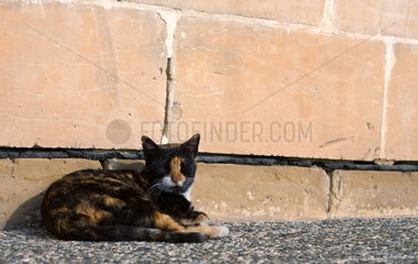 Valletta  Republik Malta  eine Katze liegt in der Sonne