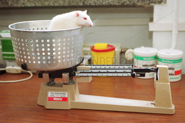 Ratte im Tierversuchslabor des Klinikum Buch-Berlin