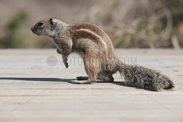 Barbary ground squirrel - Jandia  Fuerteventura
