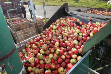 Schleswig  Deutschland  frische Aepfel kommen in die Obstpresse bei Obstgarten Riesboer