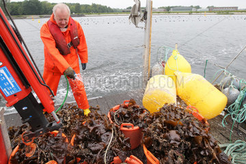 Kiel  Deutschland  Algen werden geerntet und verarbeitet