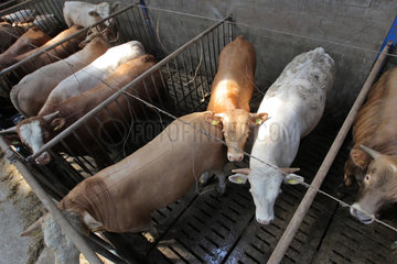 Achtrup  Deutschland  Rinder in einem Stall