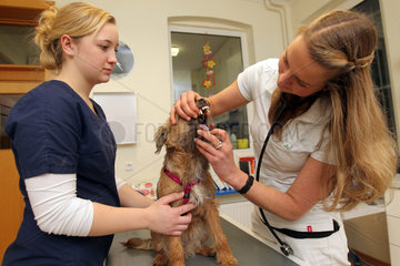 Flensburg  Deutschland  ein Border Terrier wird beim Tierarzt untersucht