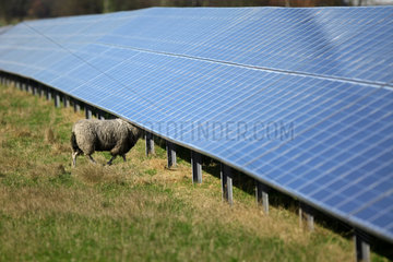 Horstedt  Deutschland  Solarpark mit Schafen