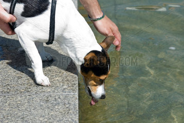 Berlin  Deutschland  ein Jack Russell Terrier trinkt aus einem Springbrunnen