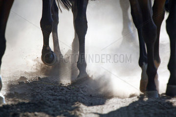 Guetersloh  Deutschland  Detailaufnahme  Pferdebeine laufen durch Sand