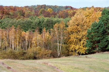 Herbstwald bei Buckow  Brandenburg