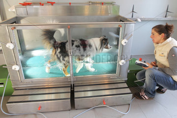 Wees  Deutschland  ein Australian Shepherd Hund bei der Wassergymnastik in der Physiotherapie-Praxis Tierisch fit