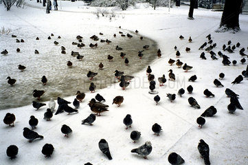 Enten und Tauben an einem zugefrorenen Weiher in einem Park  Posen  Polen