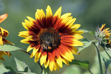 Leipzig  Sonnenblume mit Bienen Thema: Landwirtschaft  Pflanzen  Getreide  Anbau