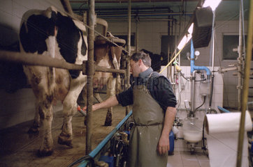 Bauer beim Melken  Niedersachsen