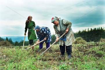 Moslemische Bauernfrauen bei der Kartoffelernte  Bulgarien
