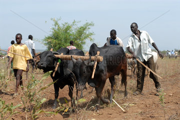 Uganda  Feldarbeit bei Kitgum