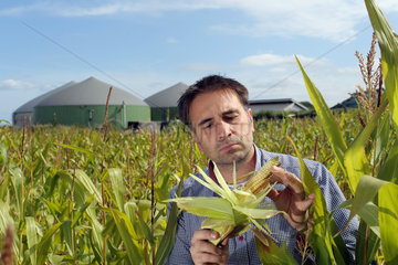 Wees  Deutschland  Maisfeld mit einer Biogasanlage