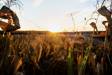 Polen  Ausgetrocknetes Maisfeld nach einem Sommer mit einer langen Duerre