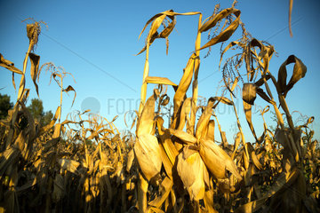 Polen  Ausgetrocknetes Maisfeld nach einem Sommer mit einer langen Duerre