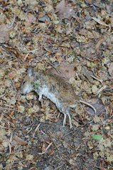Handewitt  Deutschland  tote Maus auf einem Waldweg