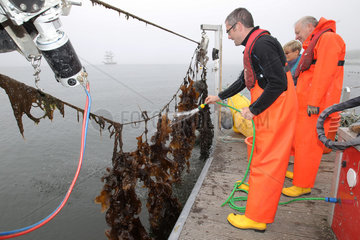 Kiel  Deutschland  Algen werden geerntet und verarbeitet