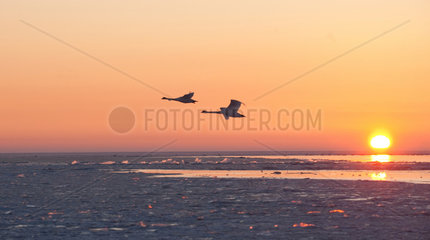 Sellin  Deutschland  Sonnenuntergang ueber der teils zugefrorenen Ostsee auf Ruegen