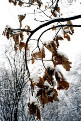 Ueberfrorene Blaetter  die im Herbst nicht vom Baum fielen  Polen