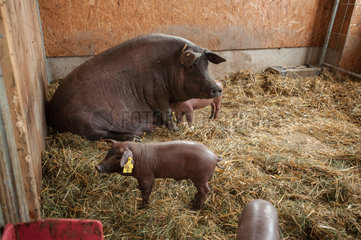 Negenharrie  Deutschland  Iberico-Schweine in der Schweinebox