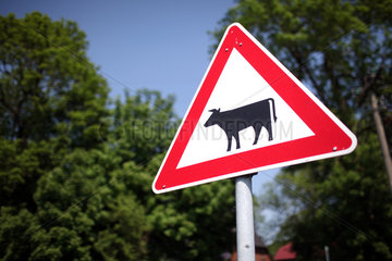 Huje  Deutschland  Schild Vorsicht Rinder am Strassenrand