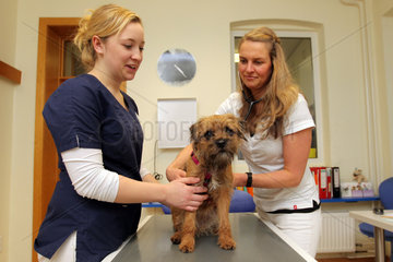 Flensburg  Deutschland  ein Border Terrier wird beim Tierarzt untersucht