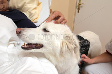 Flensburg  Deutschland  Therapiehund im Hospiz
