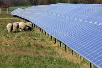 Horstedt  Deutschland  Solarpark mit Schafen