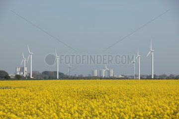 Fehmarn  Deutschland  Rapsfeld auf der Insel Fehmarn mit Windkraftanlagen im Hintergrund